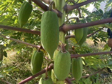 なかやま農園-5