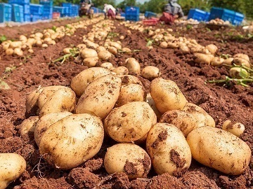 株式会社髙橋農園-1