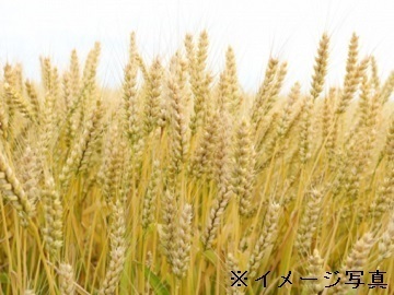 茨城県下妻市×稲作・畑作/法人【38910】-3