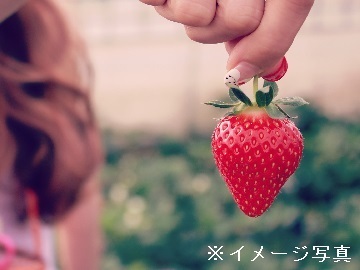 いちご・マンゴー農場 はるちかファーム(株式会社近鉄百貨店)-3