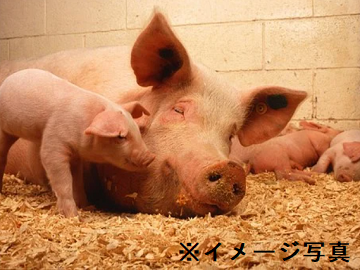 宮城県×養豚/法人【39107】-2