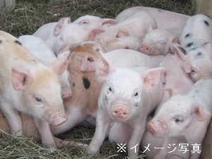 山形県鶴岡市×養豚/法人【36649】-top