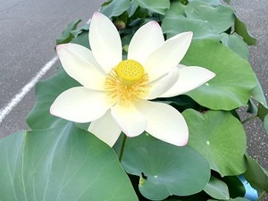 有限会社カイカイキキ-top