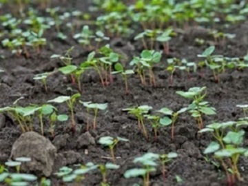 山形県小国町×稲作・畑作/法人【34823】-3