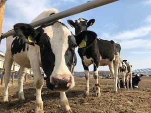 北海道標茶町×酪農/法人【3128】-top