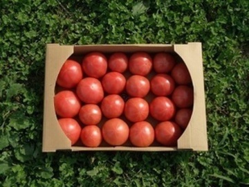 穂のぼの農園-7