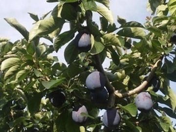 穂のぼの農園-2