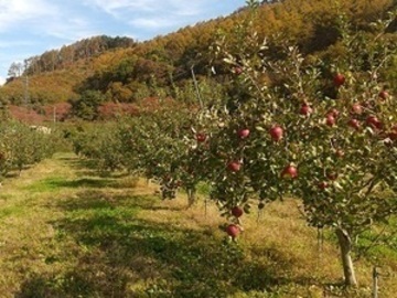 穂のぼの農園-3