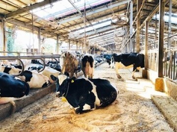 岩渕牧場【多古町】-2