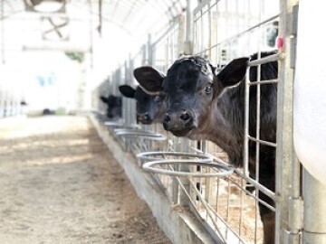 岩渕牧場【多古町】-3