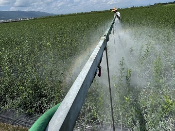 有限会社藤原農園-4