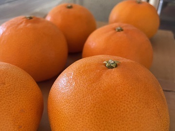 有限会社藤原農園-2