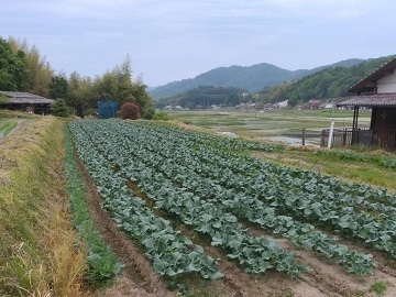 広島県三原市×稲作・野菜/法人【39379】-1