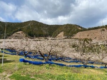 南紀梅干株式会社-1