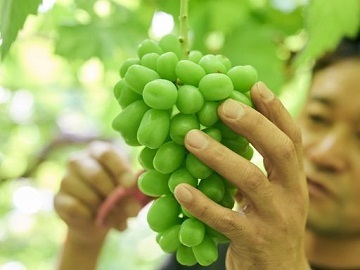 みはらしの千果園-3