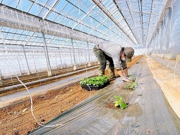 株式会社森谷農園-1