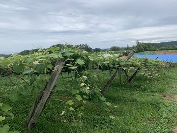 北海道余市町×果樹/法人【39519】-6