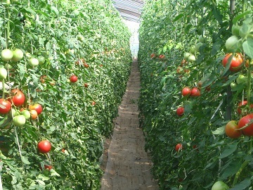 株式会社谷口農場-7