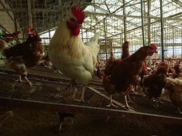 はやしなちゅらるふぁーむ-2