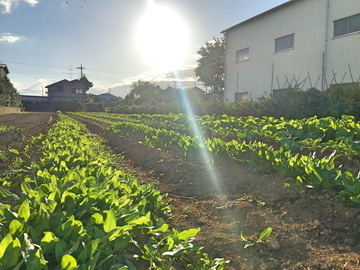 株式会社谷部商店-3