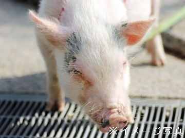 神奈川県清川村×養豚/法人【39674】-2