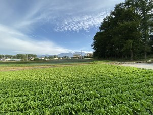 川上農園(川上村)