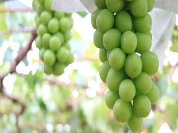 みはらしの千果園-4