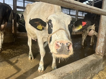 有限会社スリーピースデイリー-6