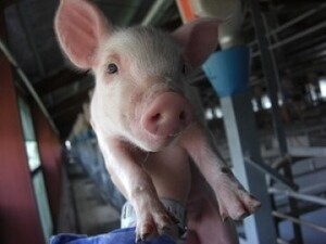 島根県江津市×養豚/法人【8175】-top