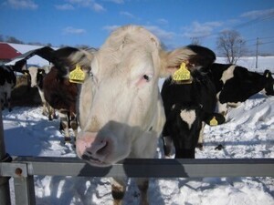 北海道黒松内町×酪農/法人【3764】-top
