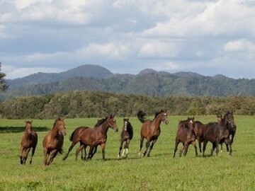 北海道日高町×牧場整備管理/法人【37291】-2