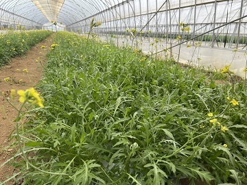 茨城県鉾田市×施設野菜/法人【2750】-2