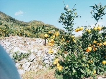 段畑みかん株式会社-1