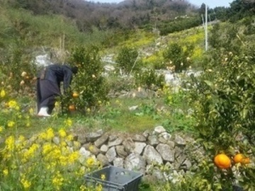 段畑みかん株式会社-4