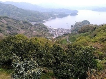 段畑みかん株式会社-6