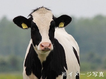 工藤牧場(稚内市)-3