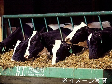 工藤牧場(稚内市)-7