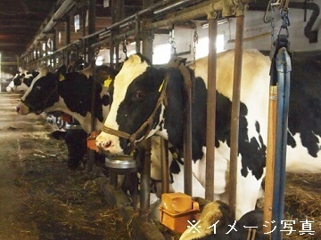 工藤牧場(稚内市)-8