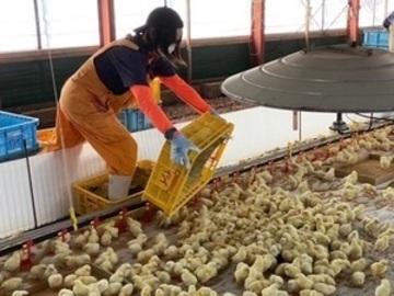 日本一鶏肉研究所株式会社-5