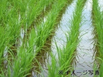 栃木県鹿沼市×稲作/法人【38136】-2