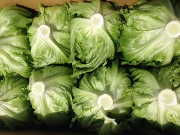 静岡県×露地野菜/法人【1335】-1