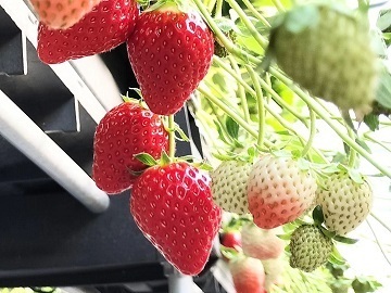 ICHIGO HOUSE.HITACHINAKA-3