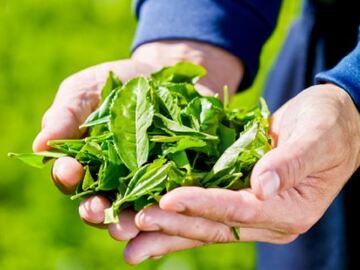 株式会社播磨園製茶-top