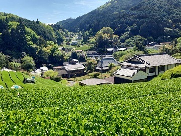 株式会社播磨園製茶-1