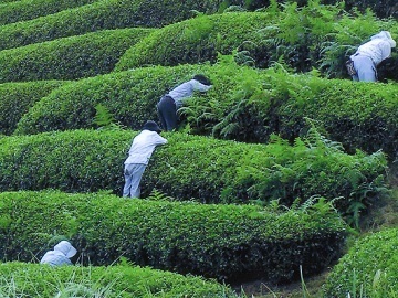 株式会社播磨園製茶-3