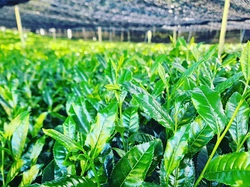 株式会社播磨園製茶-5