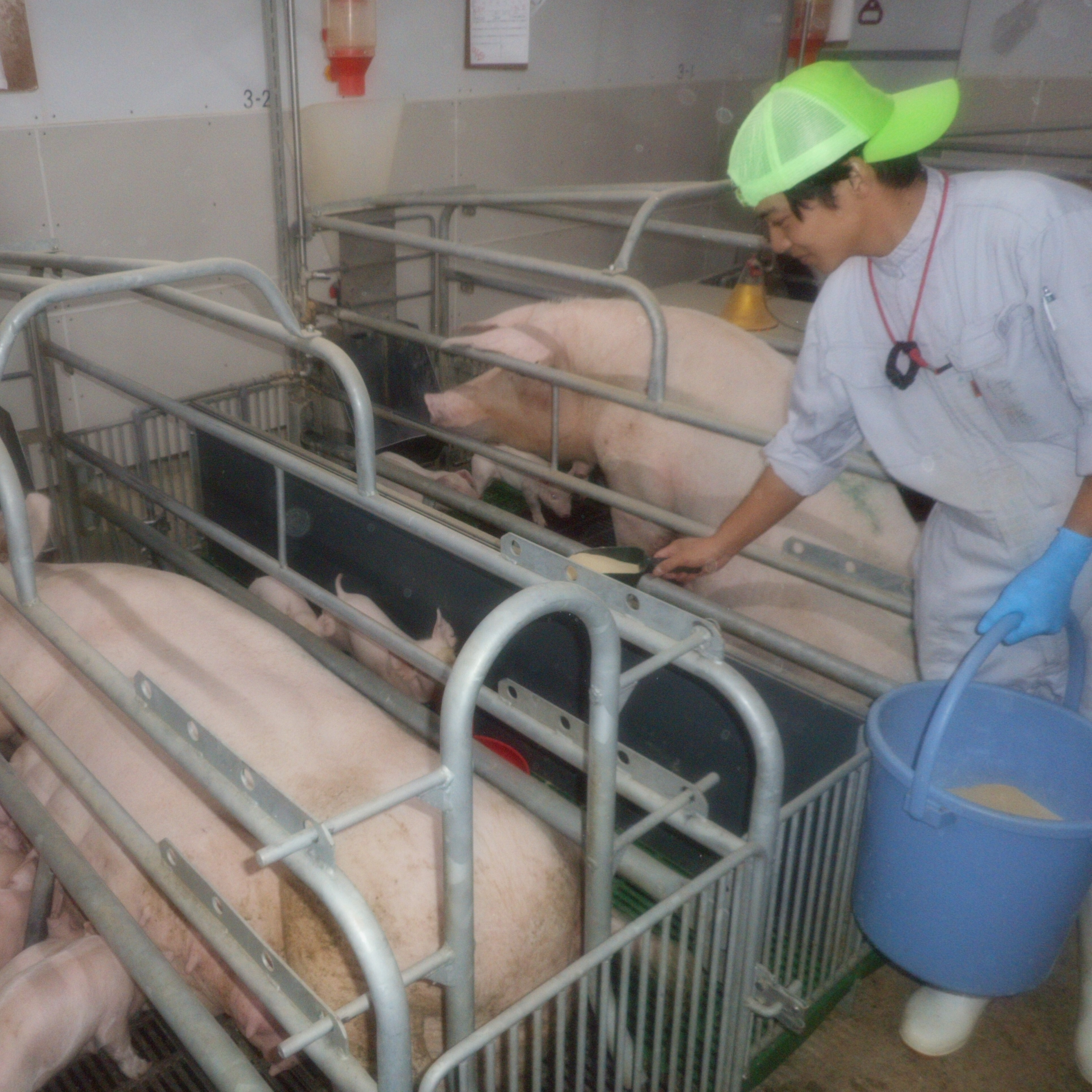 赤地養豚株式会社