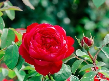 有限会社キムラ企画