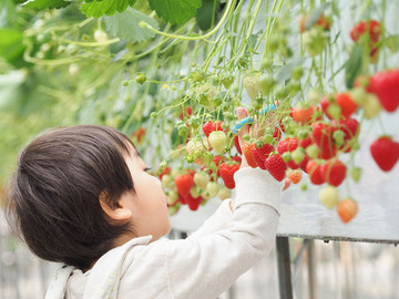 久保田いちご狩り園-1