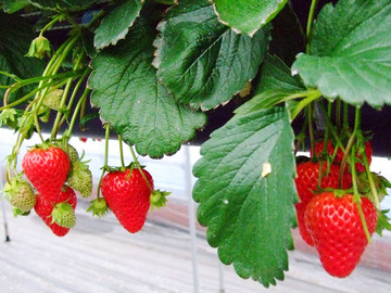 久保田いちご狩り園-2